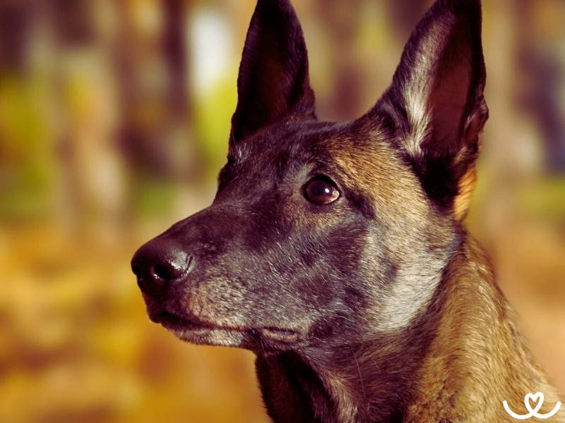 Plemeno-belgicky-ovcak-malinois (3)